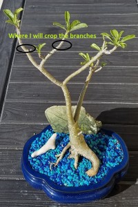 adenium bonsai traning