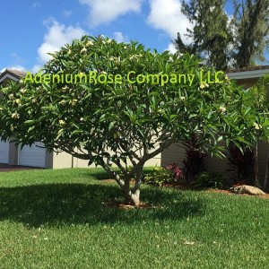 plumeria plant