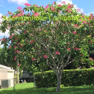 Mature plumeria plant none dwarf