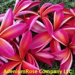 tropical plant plumeria drock orange