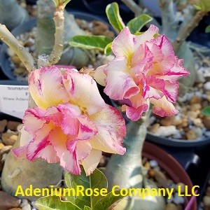 desert rose plant flowering succulent