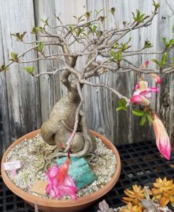 bonsai desert rose plant cropping