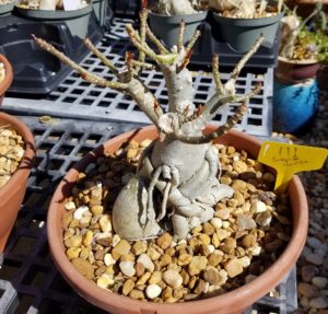 desert rose plant bonsai