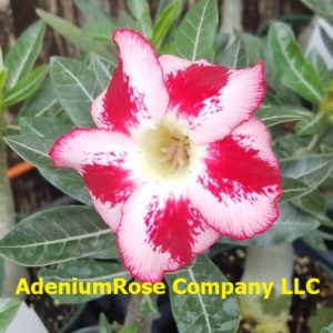 desert rose plant seeds