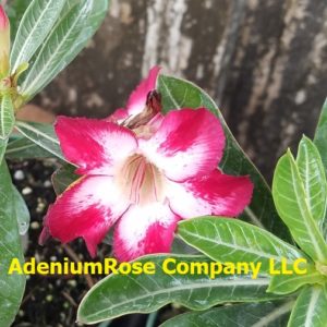 desert rose plant seeldings