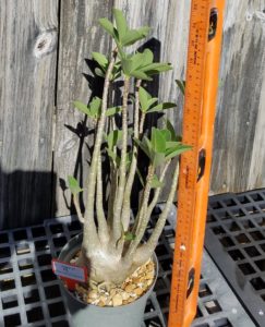 adenium arabicum plant