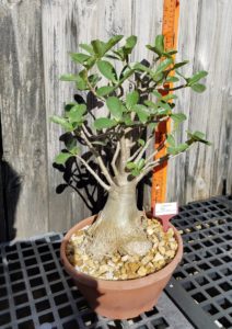 desert rose arabicum plant