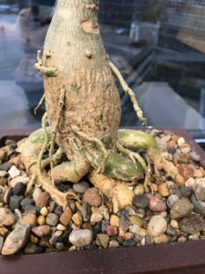 adenium pot desert rose caudex