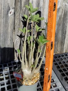 adenium dormancy