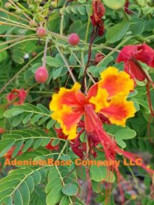 rare plants tropical flowering