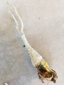 grafted desert rose plant root rort