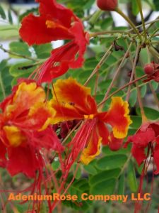 Dwarf flamboyant plant flower