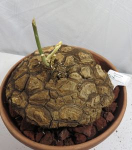 Fat plant Dioscorea mexicana 