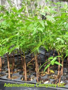 neem tree plants sale