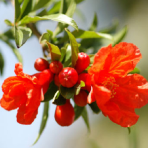 exotic rare Dwarf Pomegranate