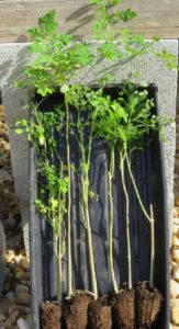 moringa plant