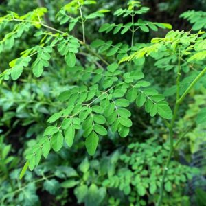 Moringa tropical plants leaves