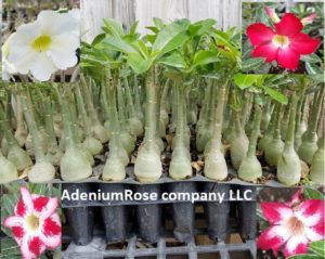 healthy adenium seedlings 