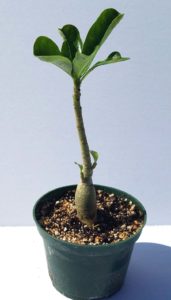 adenium plant problem leaning