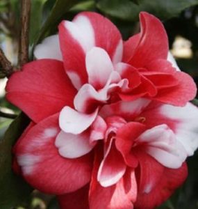 Epic Grower Governor Mounton camillia